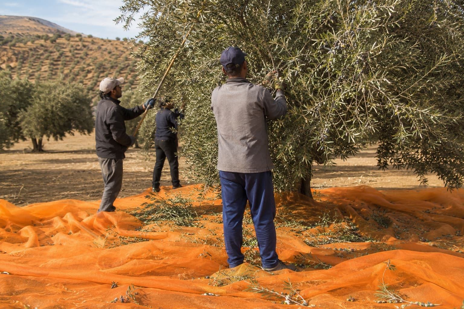 Récolte des olives sur filets dans une oliveraie tunisienne